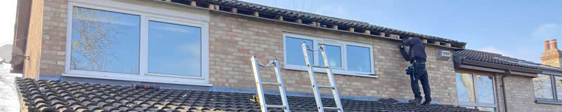 Squirrel damage in Comberton, Cambridge