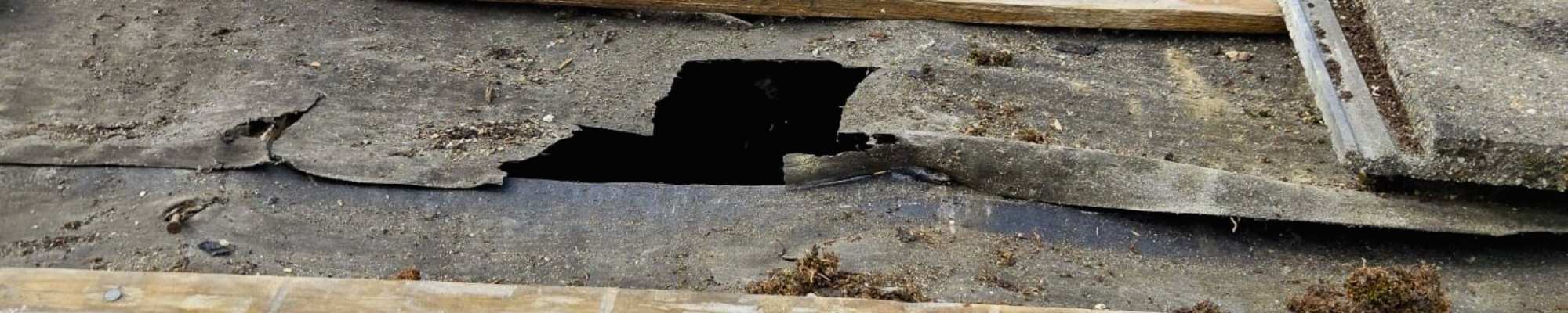  Bird-Proofing in Cambridge: A One-Day Roofline Transformation